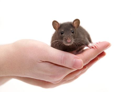 Un estudio de ratones sugiere que el candidato a terapia génica es prometedor para corregir la enfermedad de Pompe en los músculos y el cerebro
