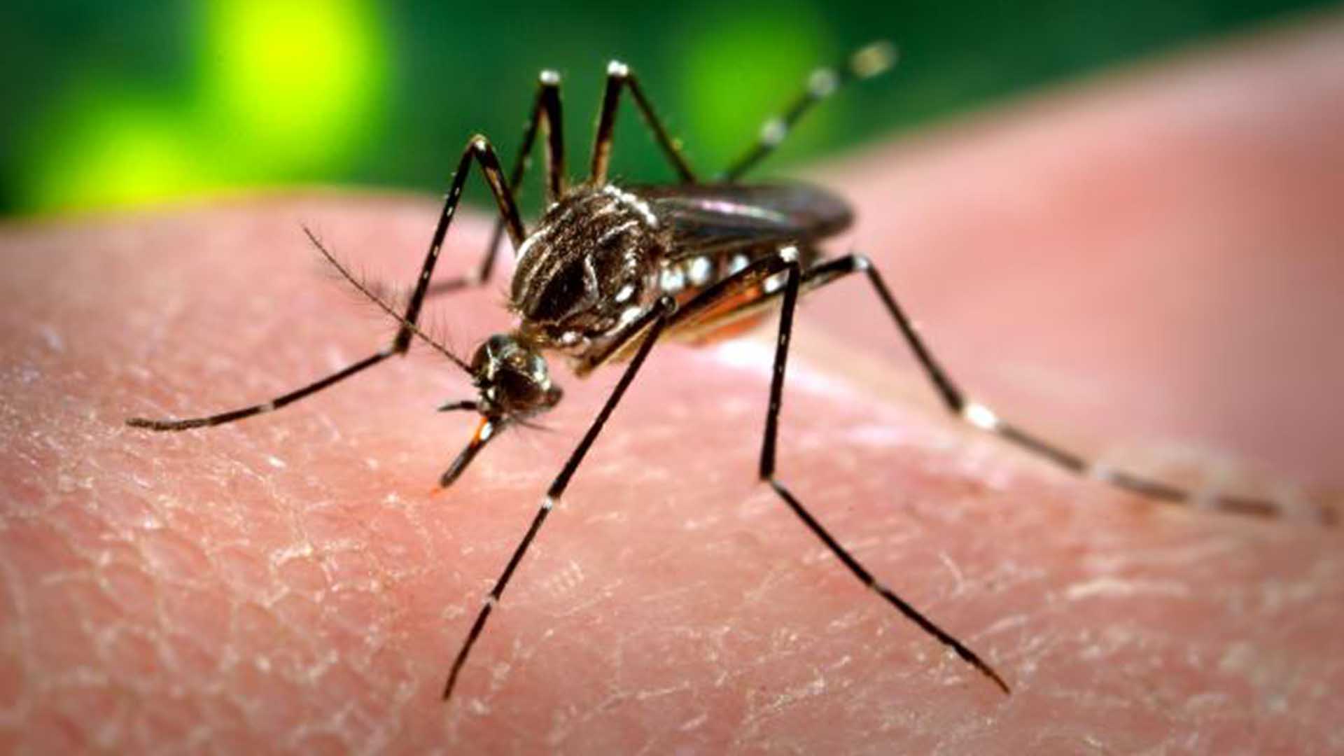 El virus de zika se transmite a las personas por la picadura de mosquitos del género Aedes infectados.