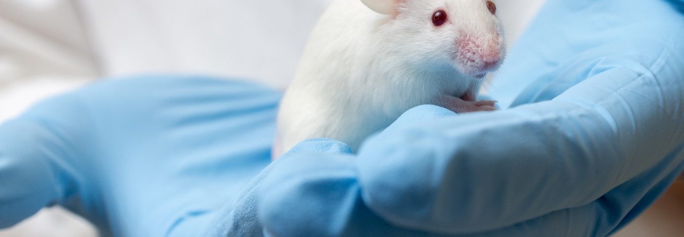 La activación fallida de células satélite subyace a la reparación muscular deficiente en la enfermedad de Pompe, sugiere un estudio en ratones