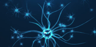 nuevos modelos neuronales, astrocíticos, síndrome Sanfilippo