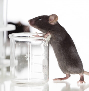 Posible terapia de edición del genoma se muestra prometedora en un modelo de ratón Fabry