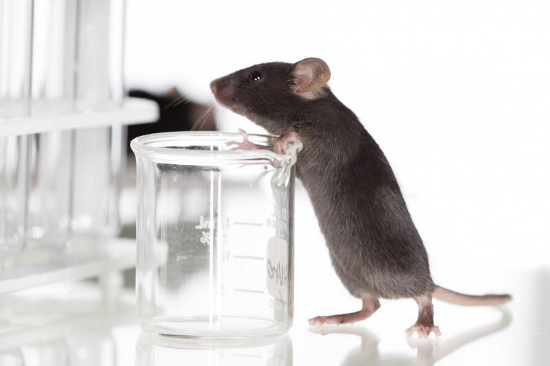 Posible terapia de edición del genoma se muestra prometedora en un modelo de ratón Fabry